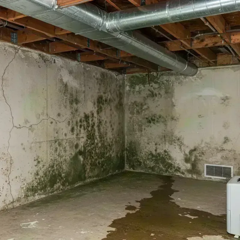 Professional Mold Removal in Pittsfield, IL